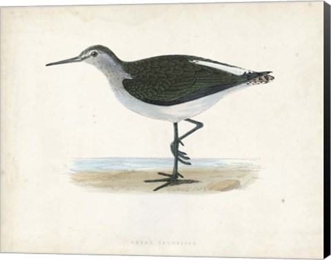 Framed Sandpiper VI Print