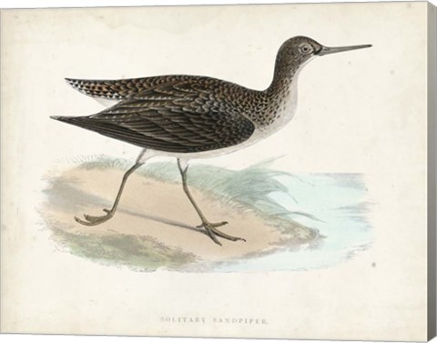 Framed Sandpiper VII Print