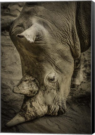 Framed Male Rhino Print