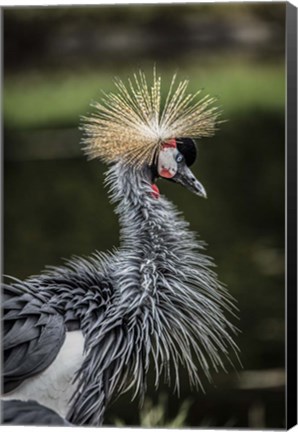 Framed Yellow Crowned Crane Print