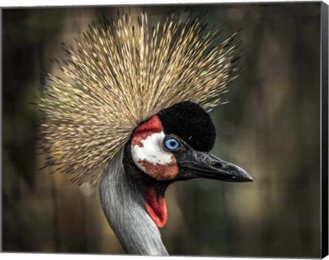 Framed Yellow Crowned Crane 2 Print