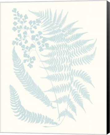 Framed Serene Ferns II Print