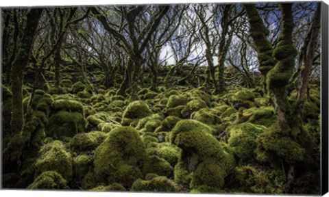 Framed Mossy Forest 3 Print