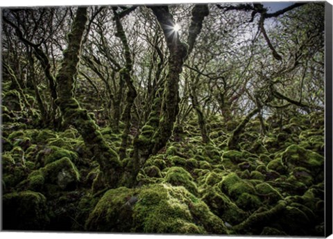 Framed Mossy Forest 6 Print