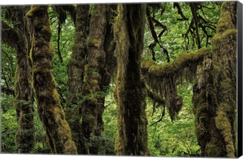 Framed Ancient Trees Print