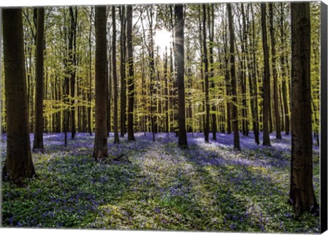 Framed Fairytale Forest Sunlight Print