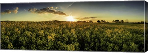 Framed Rapeseed Field Print