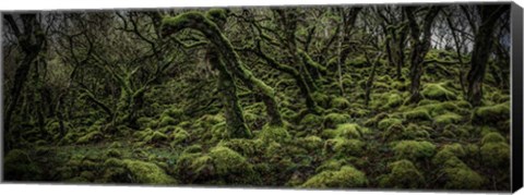 Framed Mossy Forest Panorama 2 Print