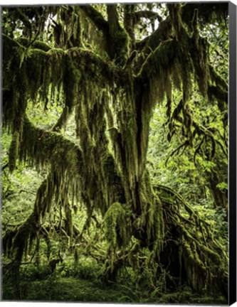 Framed Mossy Tree Print