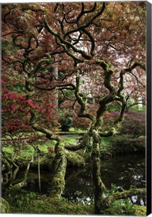 Framed Japanese Garden Tree Print