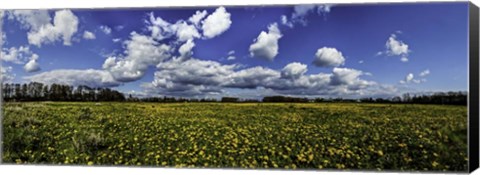 Framed Yellow Flower Field Print