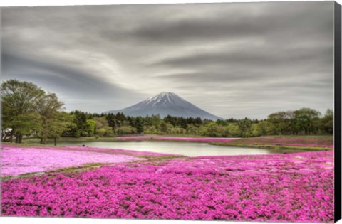 Framed Mount Fuji Pink Moss Print