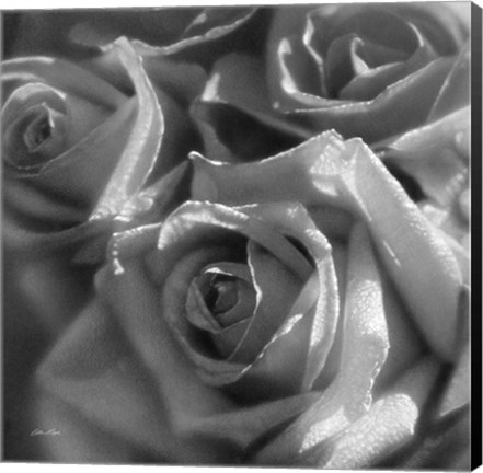 Framed Rose Pedals B&amp;W Print