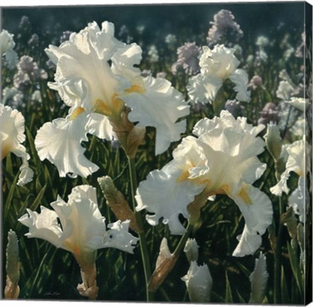 Framed White Iris Garden - Square Print