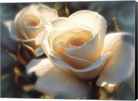 Framed White Roses - Colors of White Print