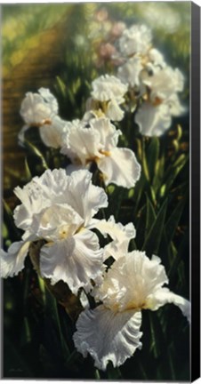 Framed Iris Garden Print