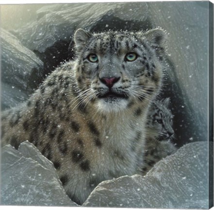 Framed Snow Leopard - The Fortress Print