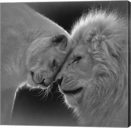 Framed White Lion Love - B&amp;W Print