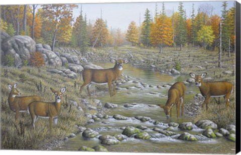 Framed Autumn Whitetails Print