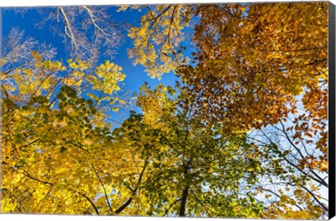 Framed Autumn Colors Print