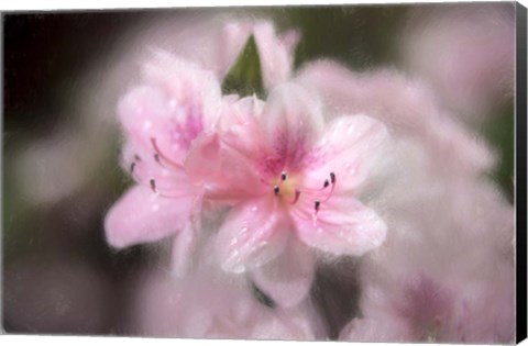 Framed Pink Azaleas Print