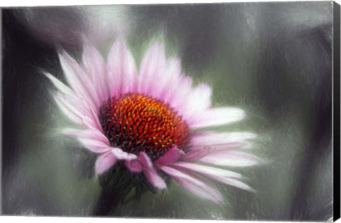 Framed Purple Coneflower Print