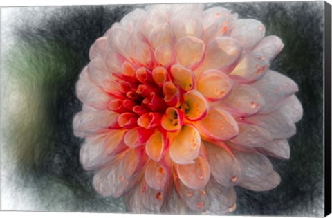 Framed Pink Dahlia 4 Print