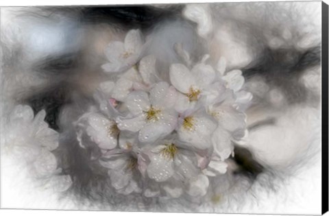 Framed White Cherry Blossom Print