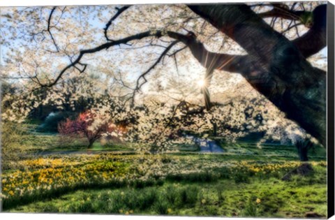 Framed Sunrise Behind Tree Print