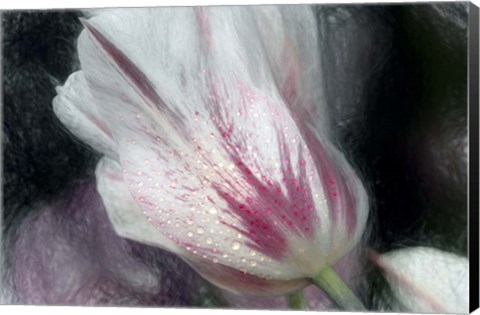 Framed Lily-Flowered Tulip Print