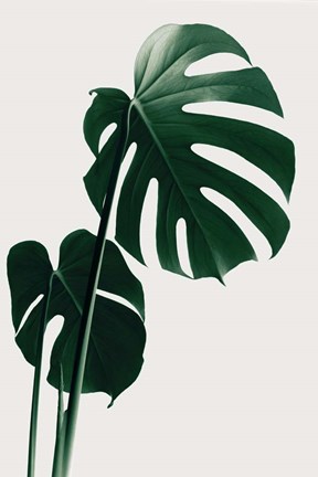 Framed Monstera Natural 16 Print