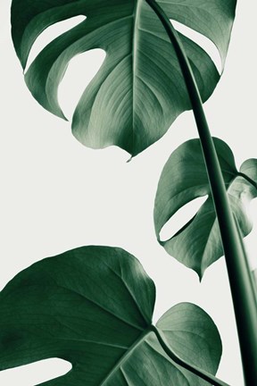 Framed Monstera Natural 37 Print