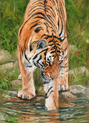 Framed Tiger Stream Print