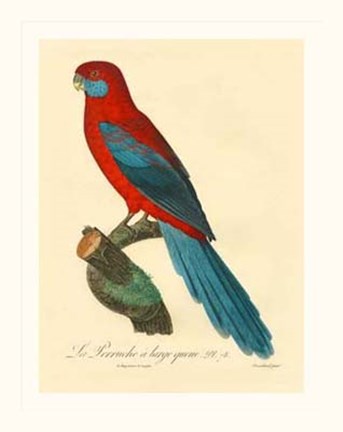 Framed Parrot, PL 78 Print