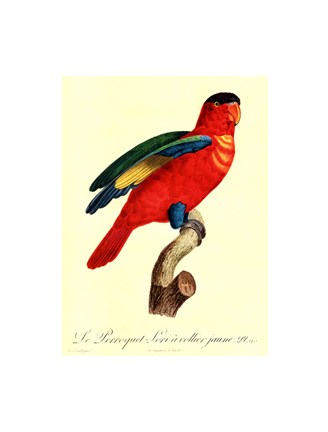 Framed Parrot, PL 95 Print