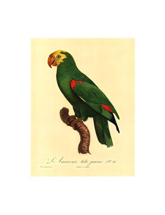 Framed Parrot, PL 86 Print