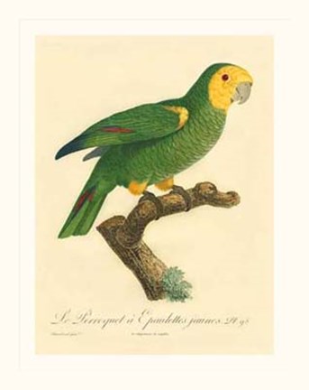 Framed Parrot, PL 98 Print