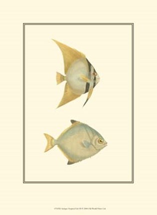 Framed Antique Tropical Fish III Print