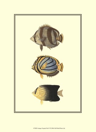 Framed Antique Tropical Fish IV Print