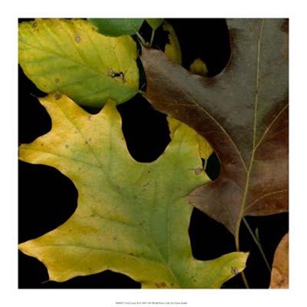 Framed Vivid Leaves II Print