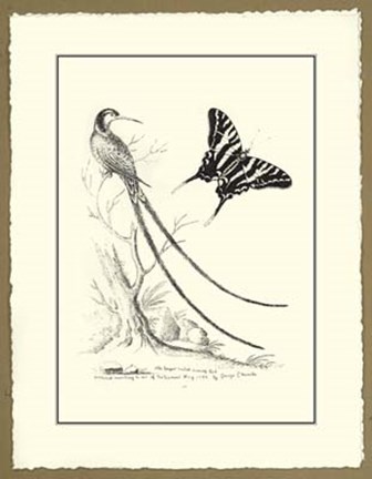 Framed B&amp;W Longest tailed Hummingbird Print