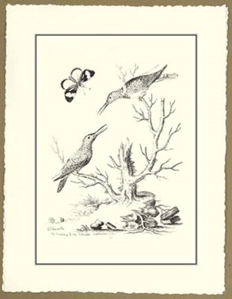 Framed B&amp;W The Hummingbirds 1742 Print