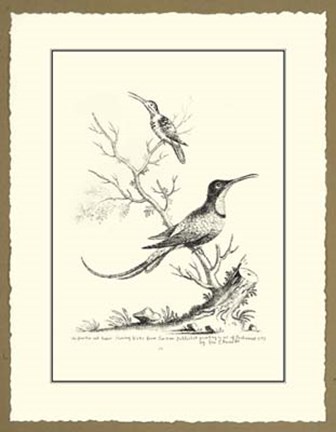 Framed B&amp;W Greater&amp;Lesser Hummingbirds Print