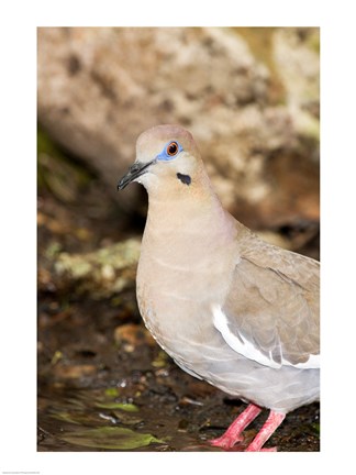 Framed Close-up of a White-Winged Dove, High Island, Texas, USA Print