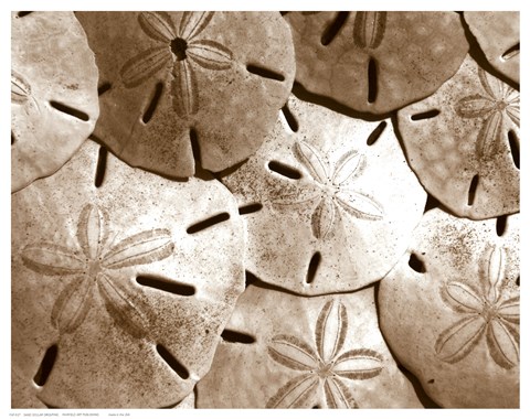 Framed Sand Dollar Grouping Print