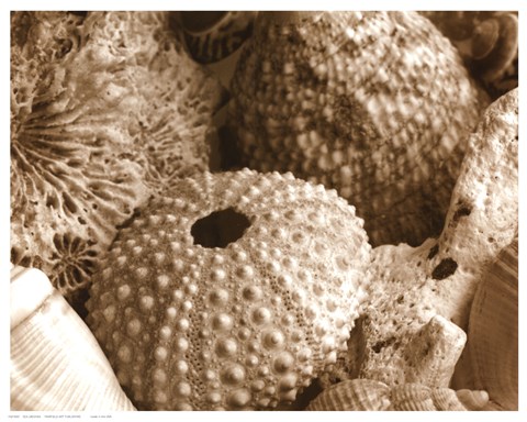 Framed Sea Urchins Print