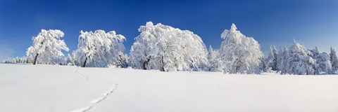 Framed Snow covered Common Beech (Fagus Silvatica) trees, Schauinsland, Black Forest, Baden-Wurttemberg, Germany Print