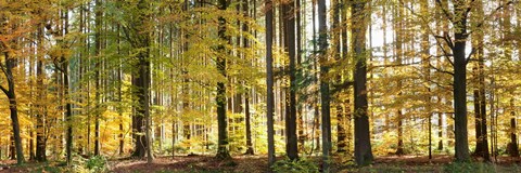 Framed Trees in autumn, Hohenlohe, Baden-Wurttemberg, Germany Print