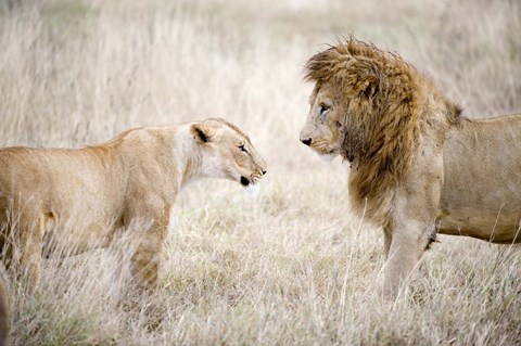 Framed Lion and a lioness (Panthera leo) standing face to face in a forest, Ngorongoro Crater, Ngorongoro, Tanzania Print