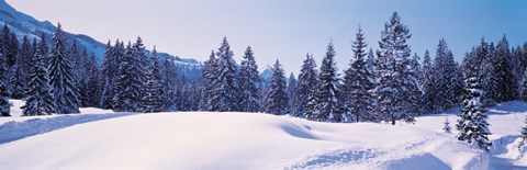 Framed Snowy Field &amp; Trees Oberjoch Germany Print